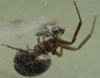 Steatoda nobilis